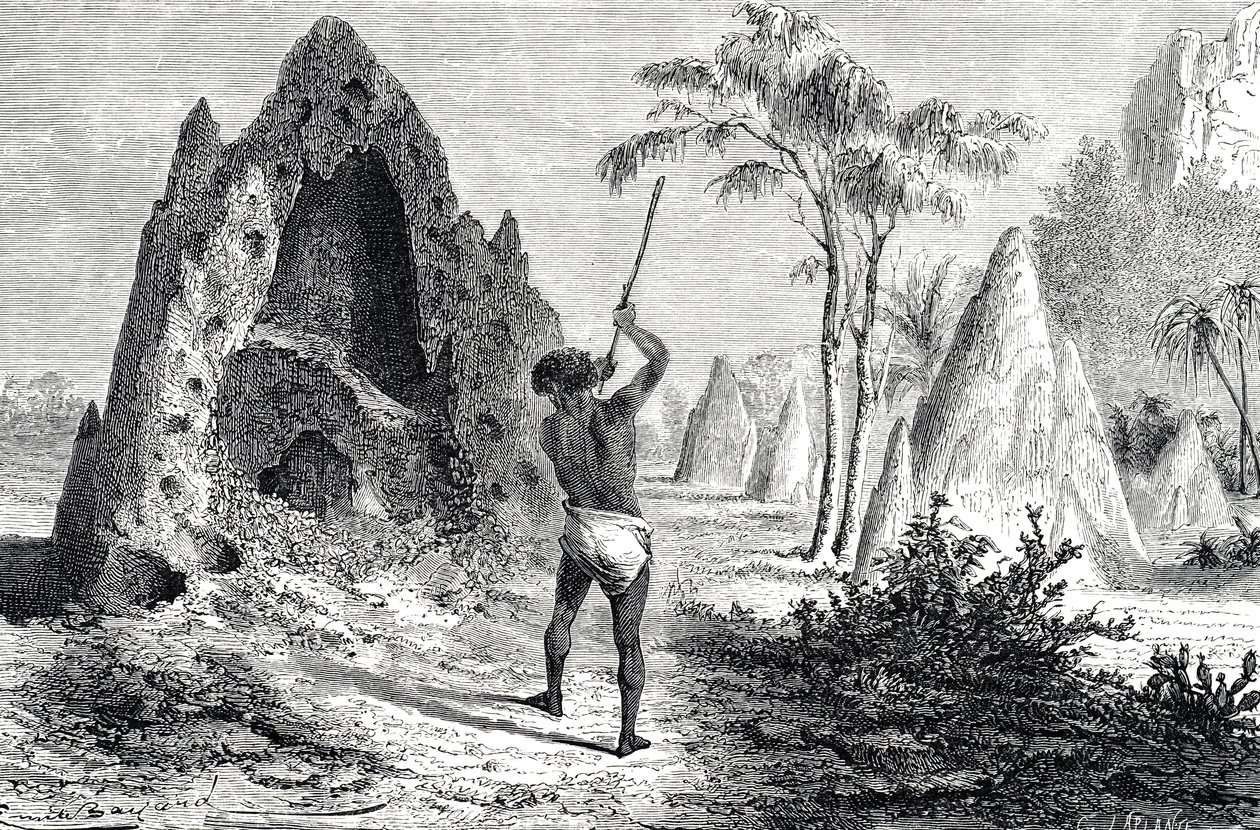 Fehér hangyák, termeszek hálói (metszet) alkotó: Emile Antoine Bayard