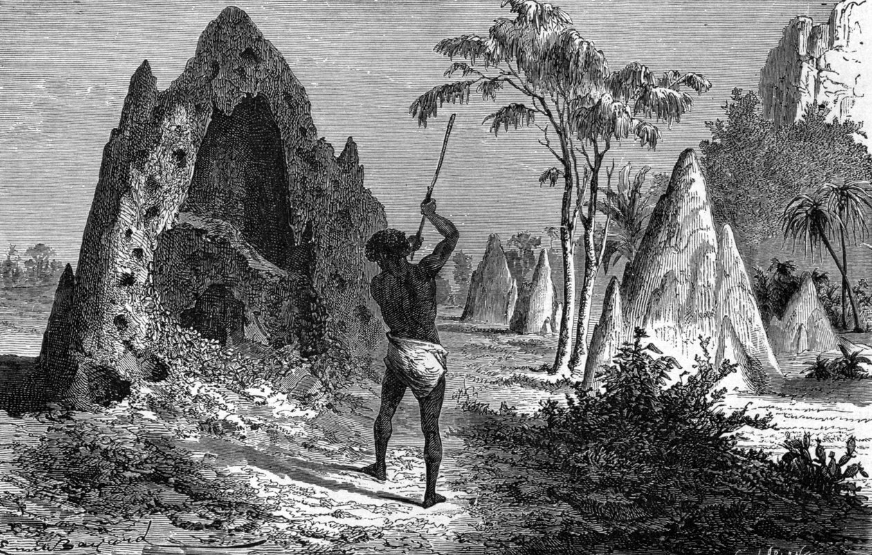 Háborús termeszek faluja (termitiere), Afrika. Metszet 1897 alkotó: Emile Antoine Bayard