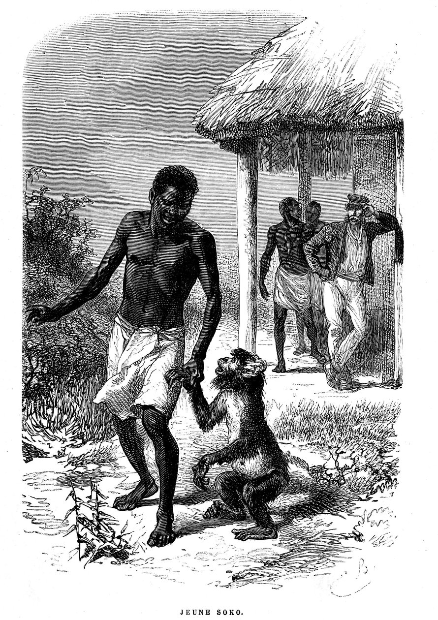 Fiatal Soko majom Afrikában. Emile Bayard (1837-1891) metszet, amely David Livingstone felfedező utolsó történeteit illusztrálja alkotó: Emile Antoine Bayard