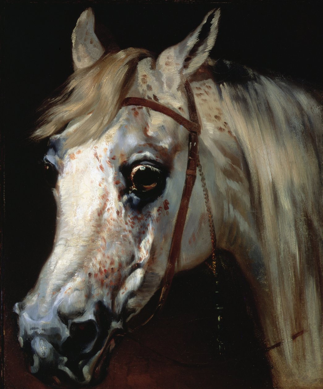 Egy arab ló feje, 1840-50 körül (olaj, vászon) alkotó: Emile Jean Horace Vernet