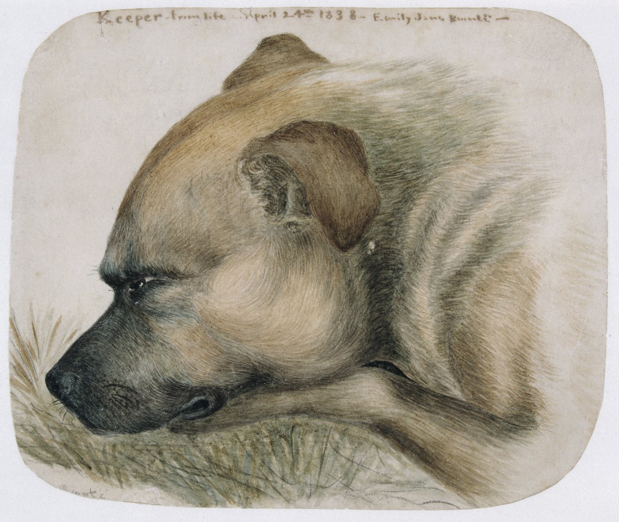 Őrző - az életből, 1838 (ceruza és WC papíron) alkotó: Emily Bronte