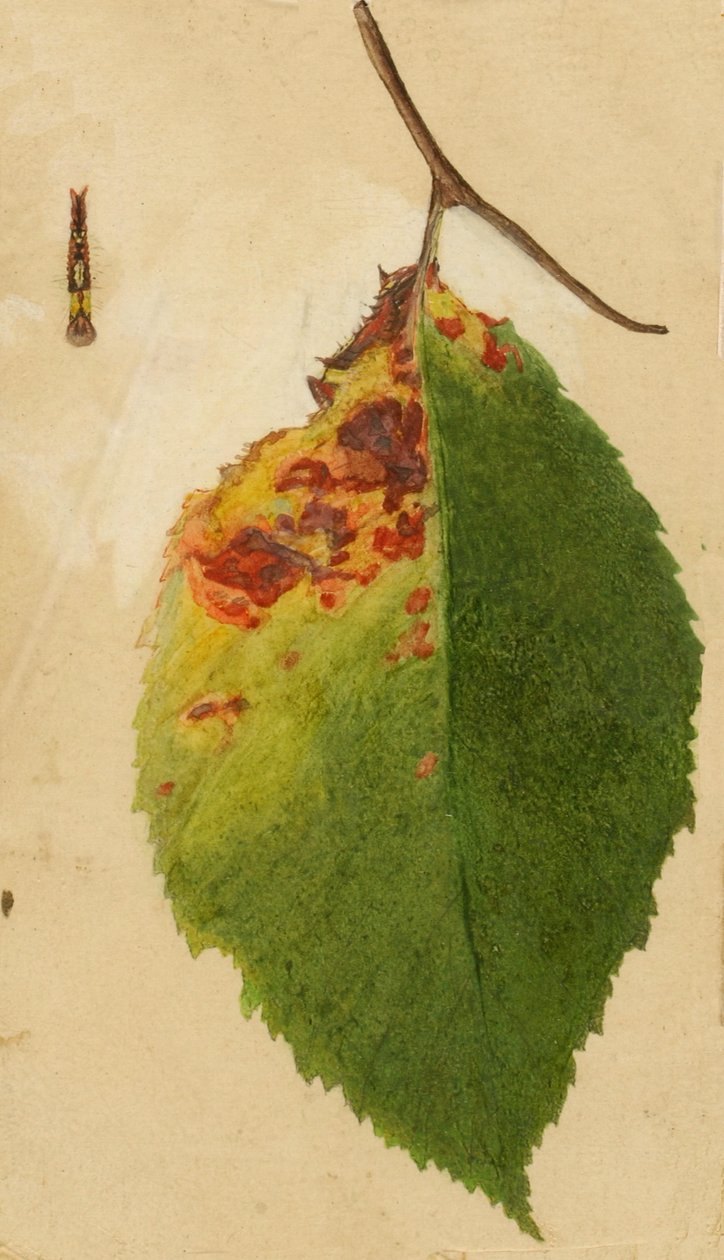 Összegyűrt és elszáradt levélszél hernyót utánzó..., 19. század vége-XX. század eleje. alkotó: Emma Beach Thayer