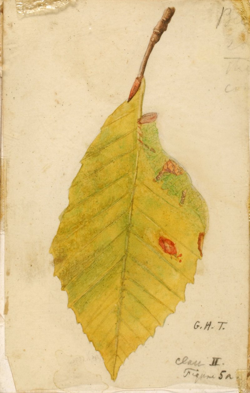 Összegyűrt és elszáradt levélszél hernyót utánzó..., 19. század vége-XX. század eleje. alkotó: Emma Beach Thayer