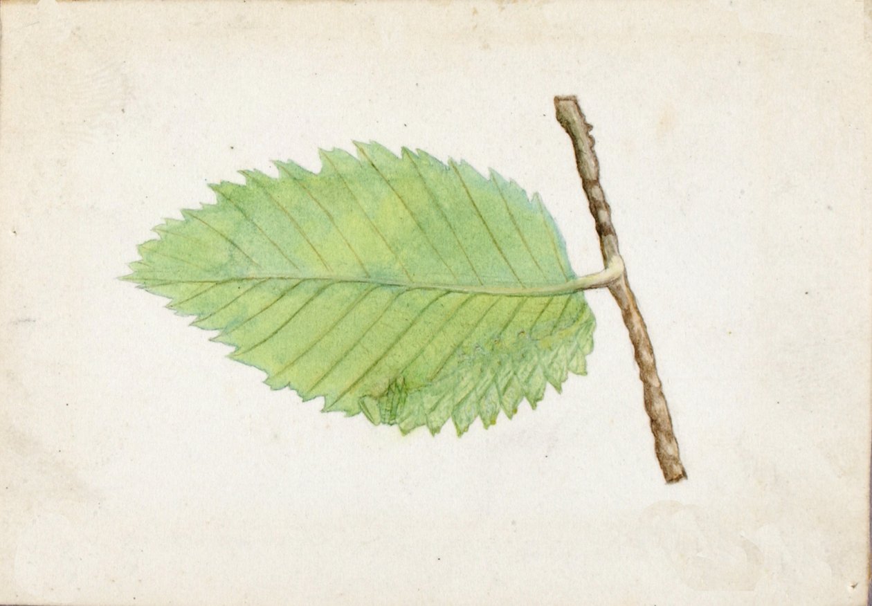 Szaggatott levélszéli hernyó..., 19. század vége – 20. század eleje. alkotó: Emma Beach Thayer