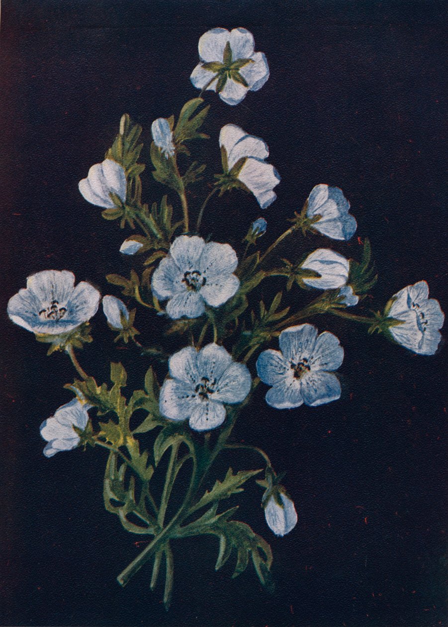 Baby-Blue-Eyes, 1915, 1915 alkotó: Emma Graham Clock