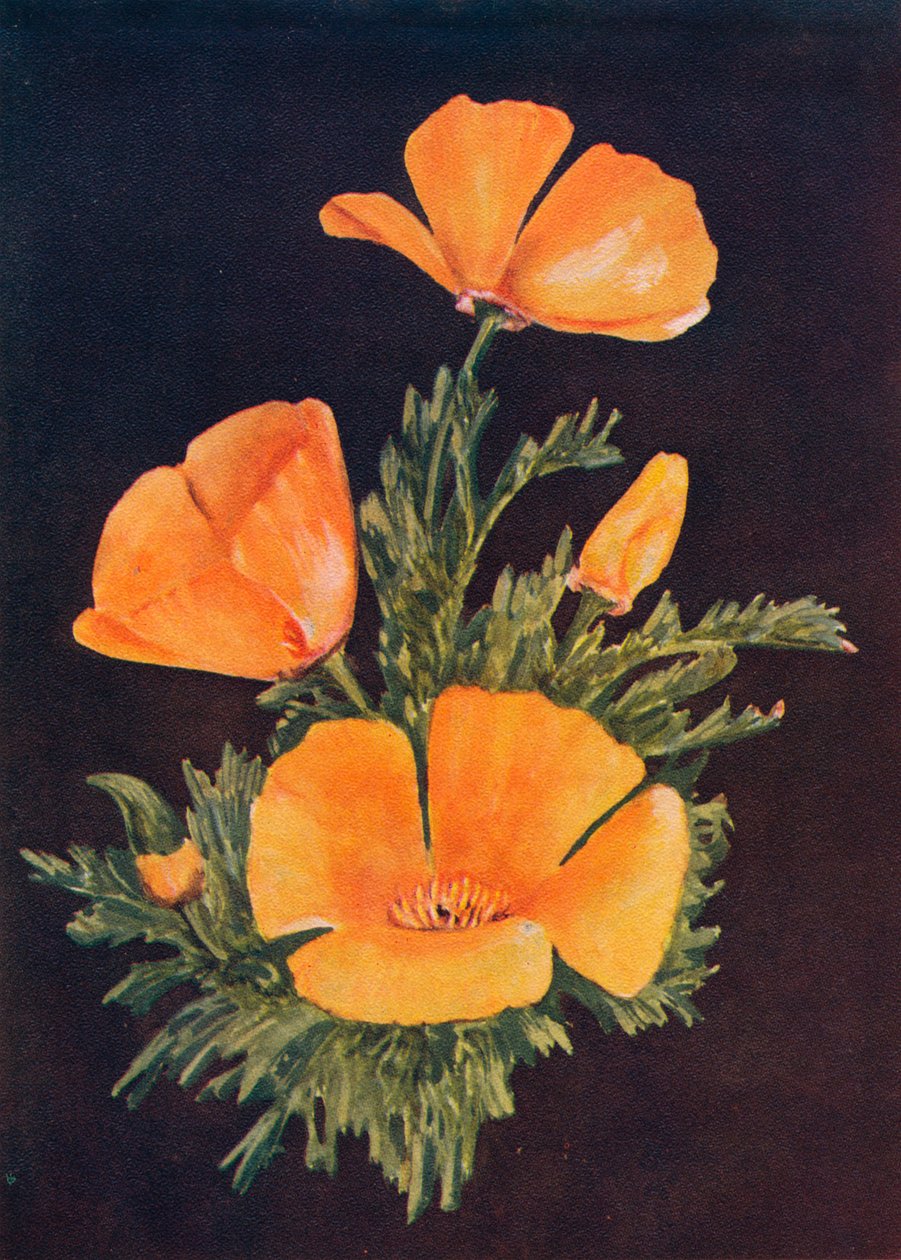 California Poppy, 1915, 1915 alkotó: Emma Graham Clock