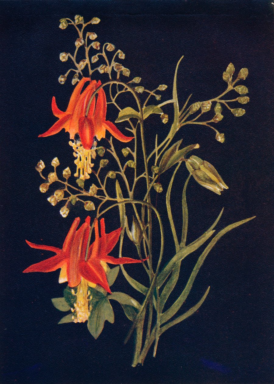 Columbine, 1915, 1915 alkotó: Emma Graham Clock