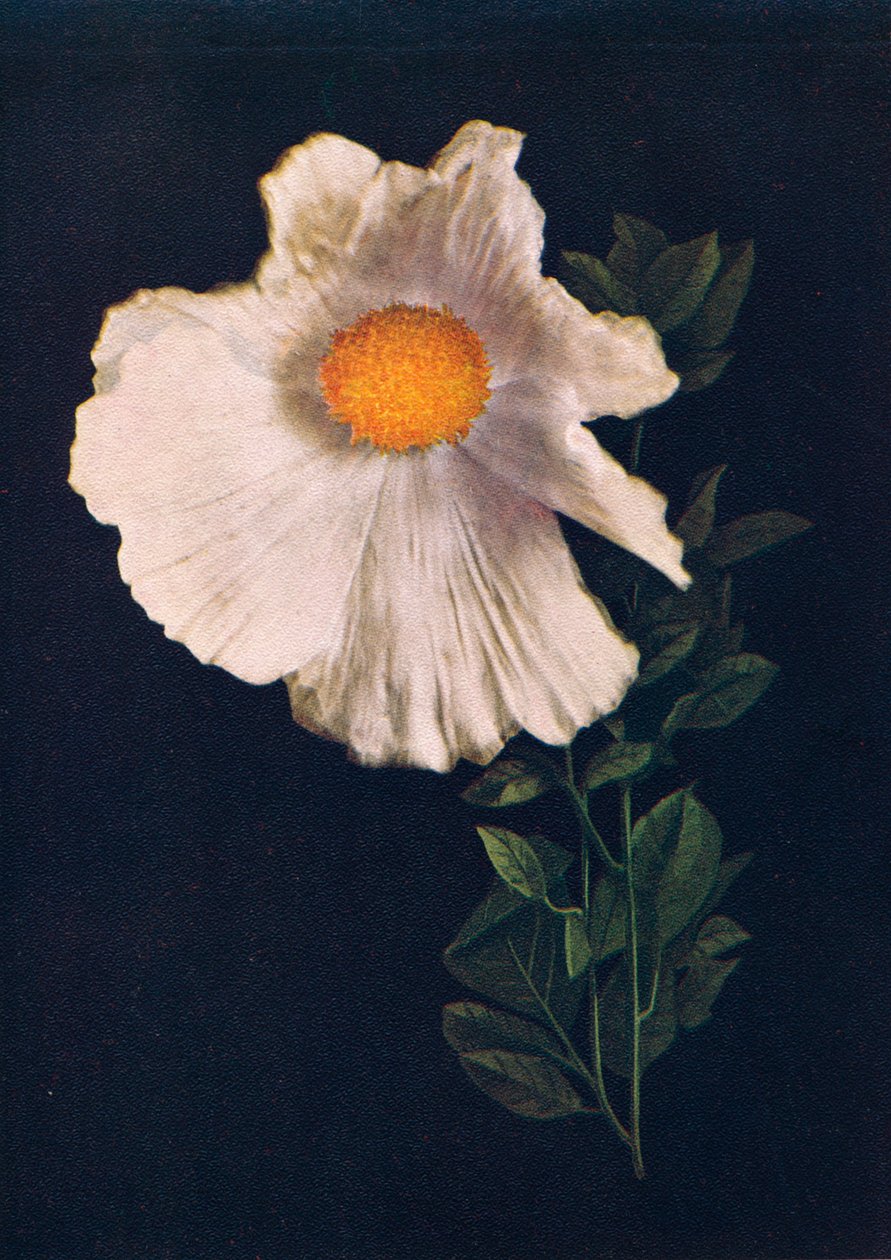 Matilija Poppy, c1915, 1915 alkotó: Emma Graham Clock
