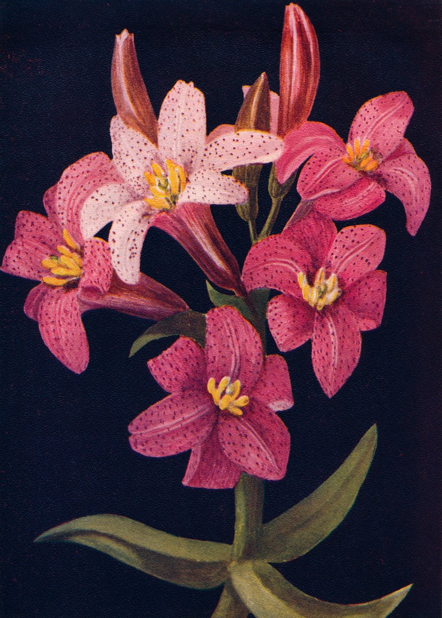 Ruby Lily, c1915, 1915 alkotó: Emma Graham Clock