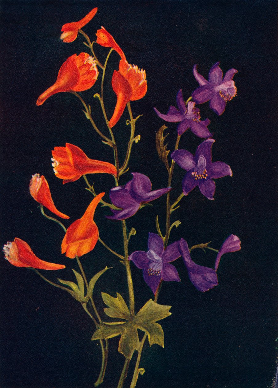 Scarlet and Blue Larkspur, c1915, 1915 alkotó: Emma Graham Clock