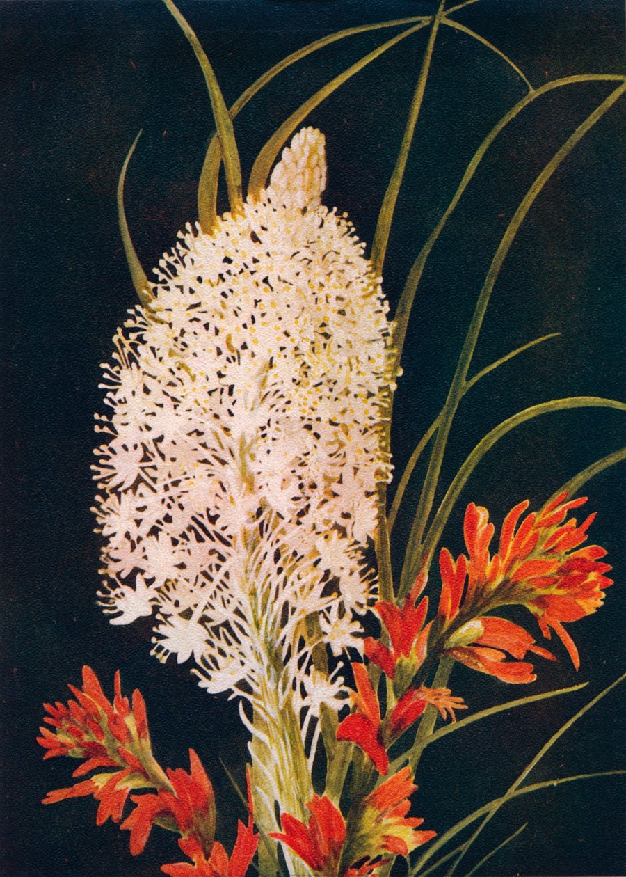 Squaw Grass and Scarlet Paint Brush, c1915, 1915 alkotó: Emma Graham Clock