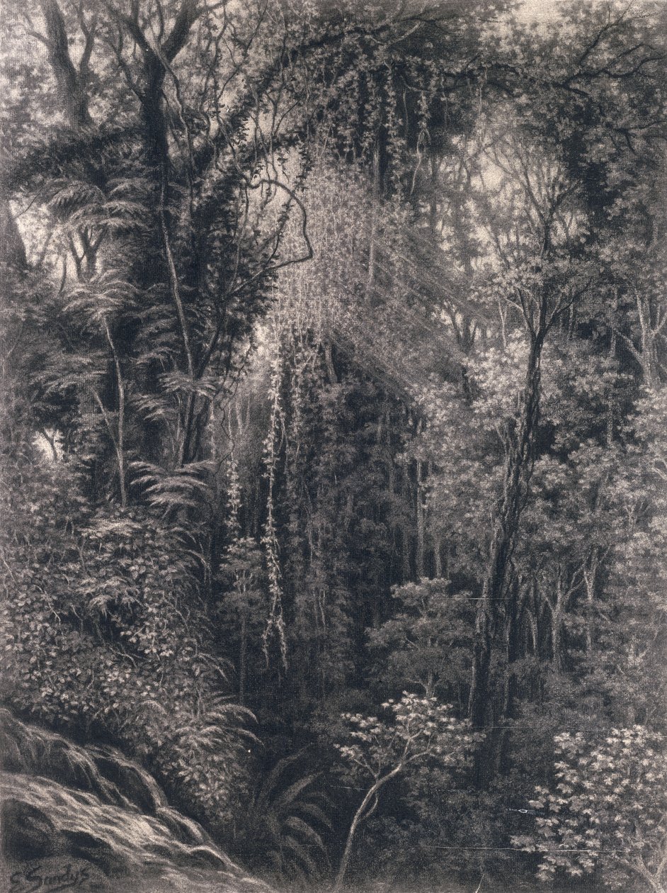 Kilátás az Apia feletti szurdokra, Upolu, Nyugat-Szamoa, 1877 (faszén papíron) alkotó: Emma Sandys