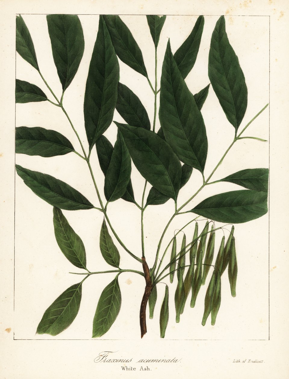 Amerikai kőris, Fraxinus americana (fehér kőris, Fraxinus acuminata) alkotó: Endicott Endicott