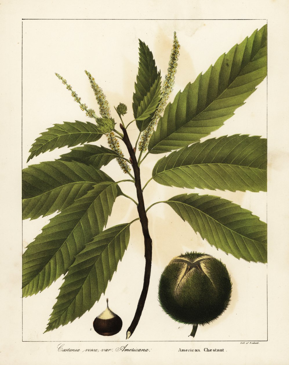 Amerikai gesztenye, Castanea dentata Castanea vesca var alkotó: Endicott Endicott