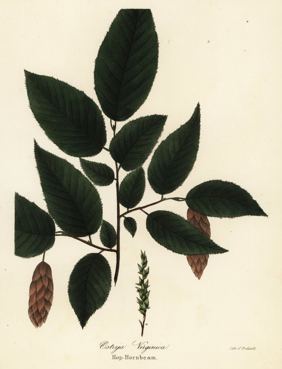 Amerikai gyertyán, Ostrya virginiana (Hop-gyertyán, Ostrya virginica) alkotó: Endicott Endicott