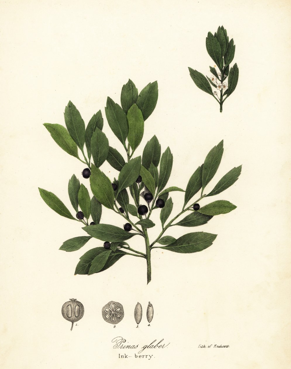 Appalache tea, festéklevelek, örökzöld télbogyó, mézbogyó és tintabogyó, Ilex glabra alkotó: Endicott Endicott