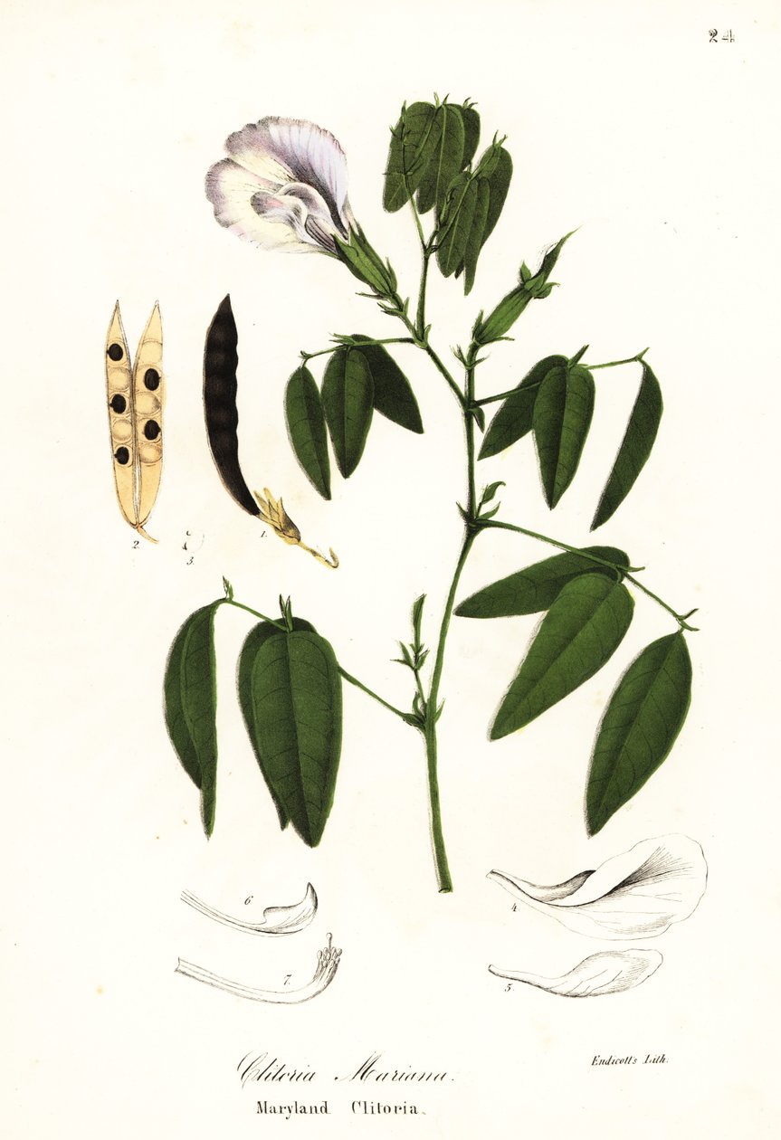 Pillangóborsó, atlanti galambszárnyak vagy marylandi csikló, Clitoria mariana alkotó: Endicott Endicott