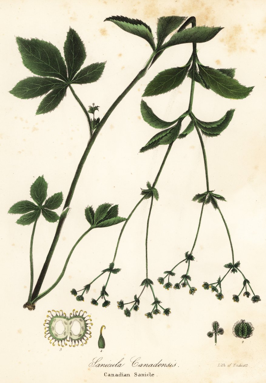 Canadian Blacksnakeroot vagy Canadian Sanicle, Sanicula canadensis alkotó: Endicott Endicott