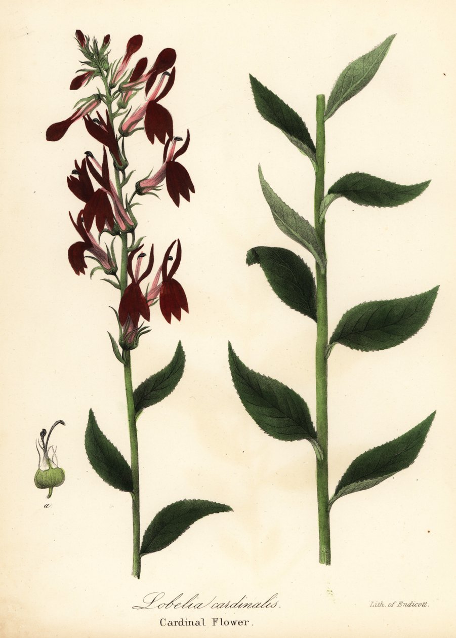 Kardinális virág, Lobelia cardinalis alkotó: Endicott Endicott