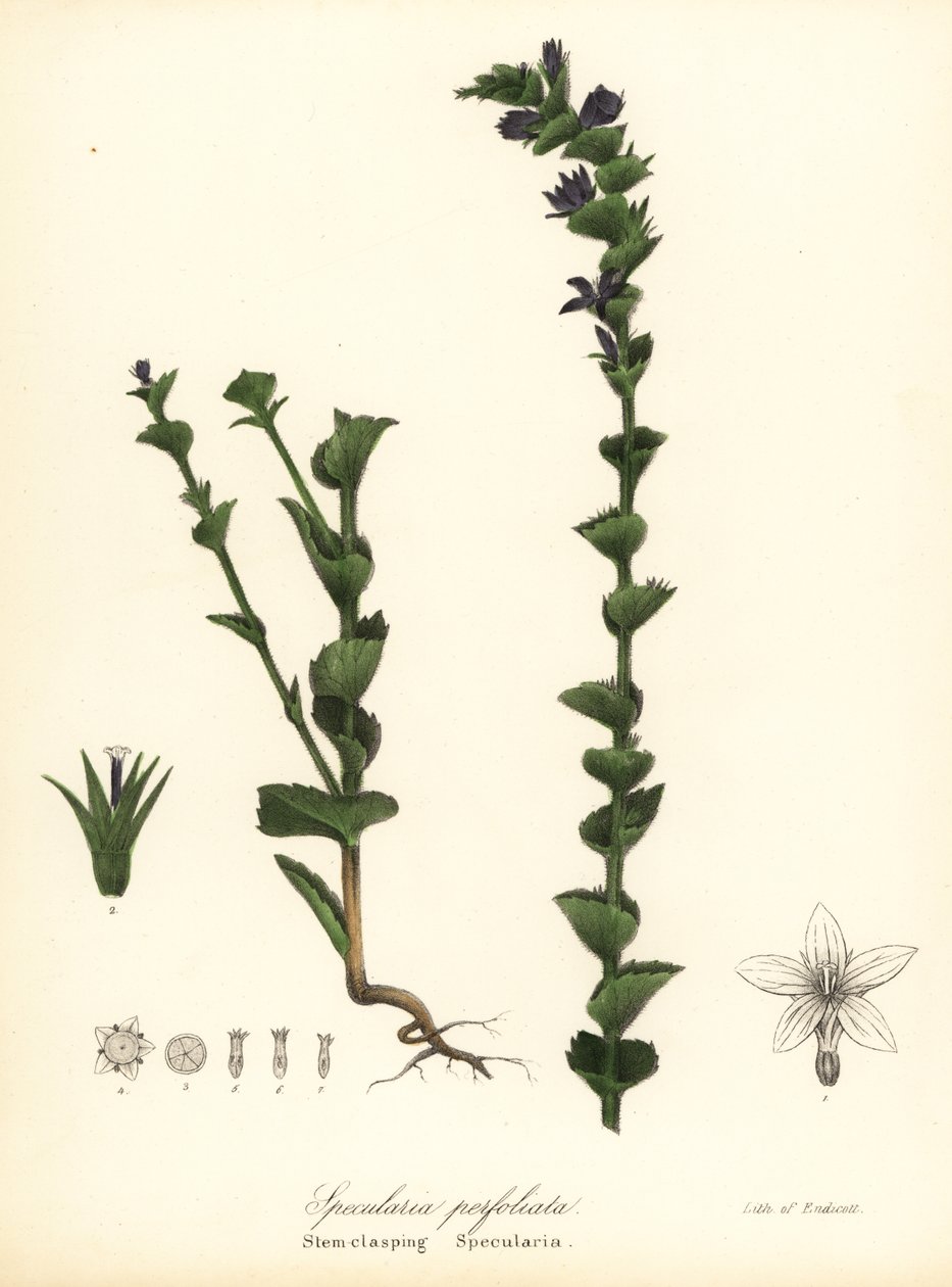 A Vénusz összekulcsoló harangvirága, Triodanis perfoliata (Stem-closping specularia, Specularia perfoliata) alkotó: Endicott Endicott