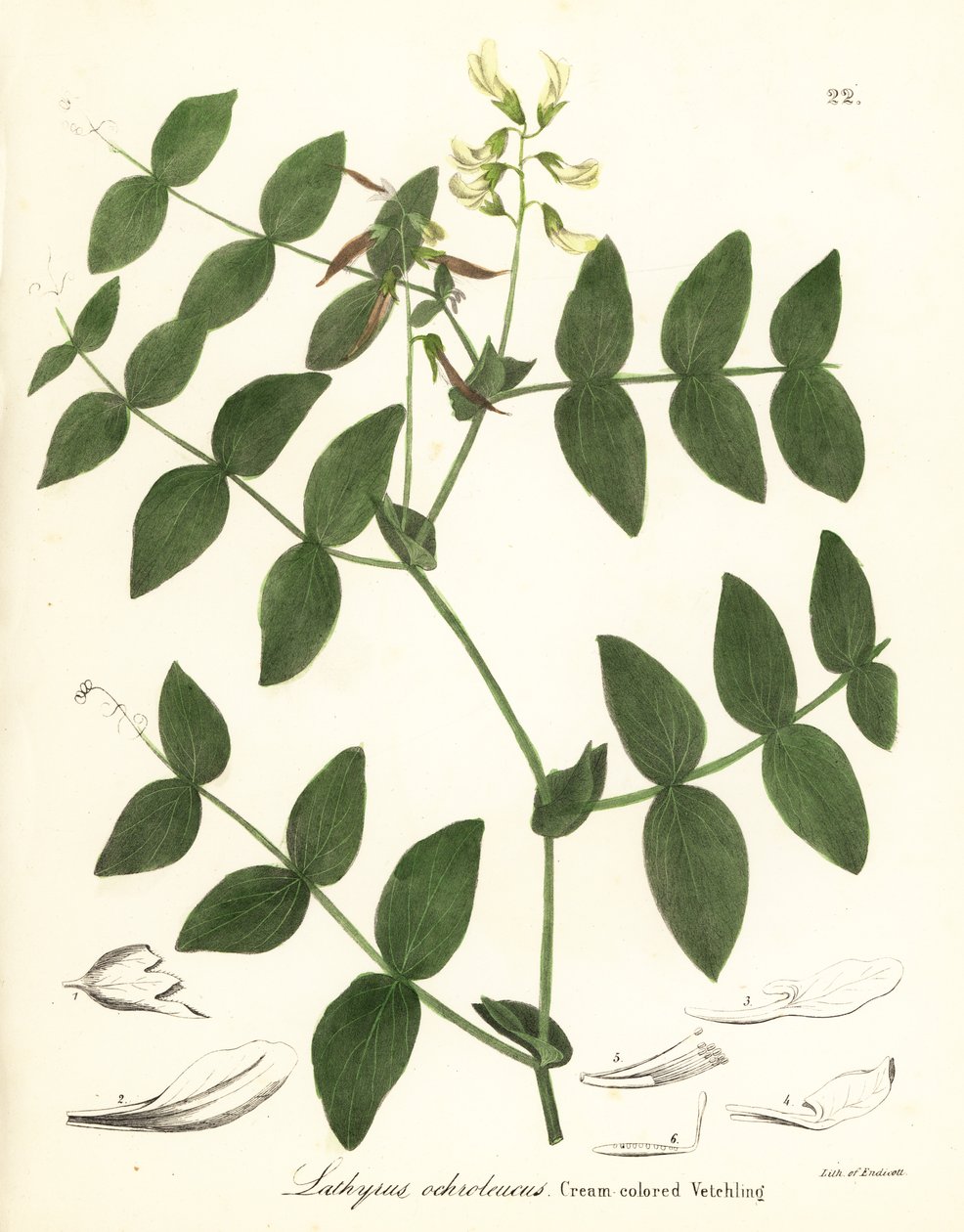 Krémborsó vagy krémszínű bükköny, Lathyrus ochroleucus alkotó: Endicott Endicott