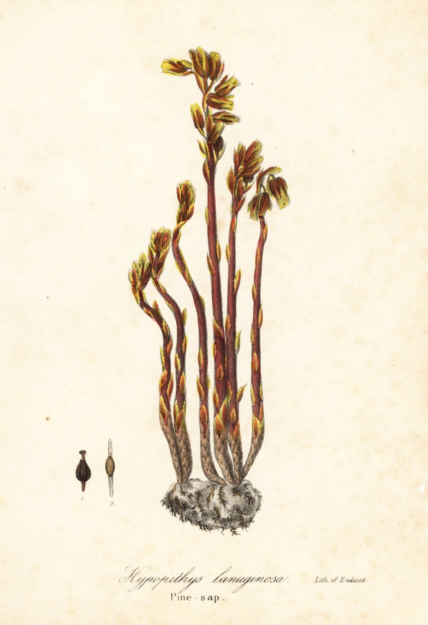 holland pipa, hamis bükkfacsepp, fenyőkagyló vagy sárga madárfészek, Monotropa hypopitys (Pine-sap, Hypopithys lanuginosa) alkotó: Endicott Endicott