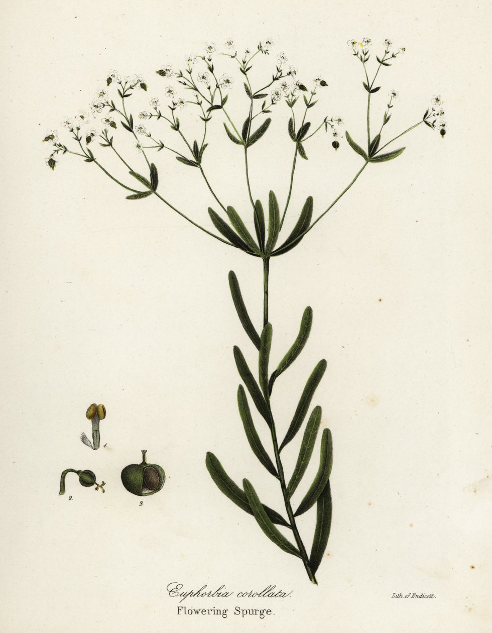 Virágzó szivacs, Euphorbia corollata alkotó: Endicott Endicott