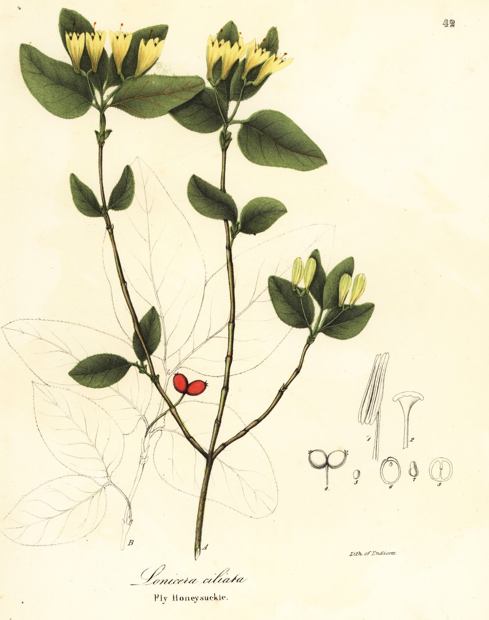 Légyes lonc, Lonicera ciliata alkotó: Endicott Endicott