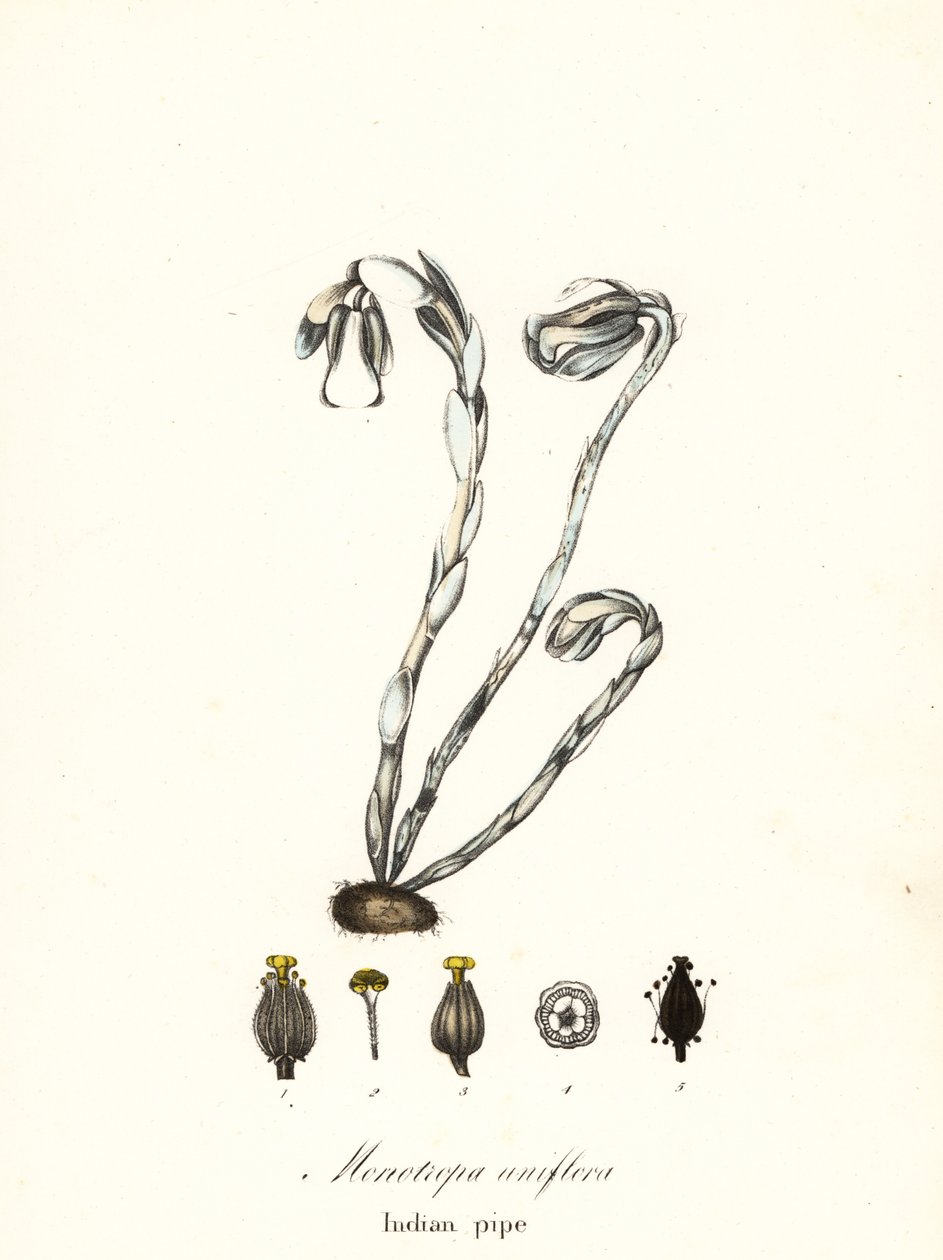 Szellemnövény, szellempipa, indiai pipa vagy hullanövény, Monotropa uniflora alkotó: Endicott Endicott
