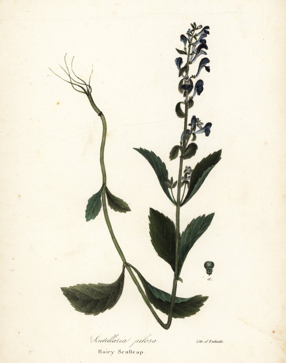 Szőrös koponya, Scutellaria elliptica (Scutellaria pilosa) alkotó: Endicott Endicott