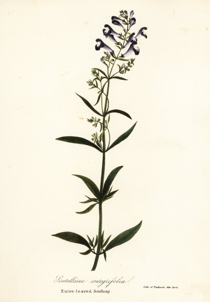Sisakvirág, sisakkoponya vagy egész levelű sisak, Scutellaria integrifolia alkotó: Endicott Endicott