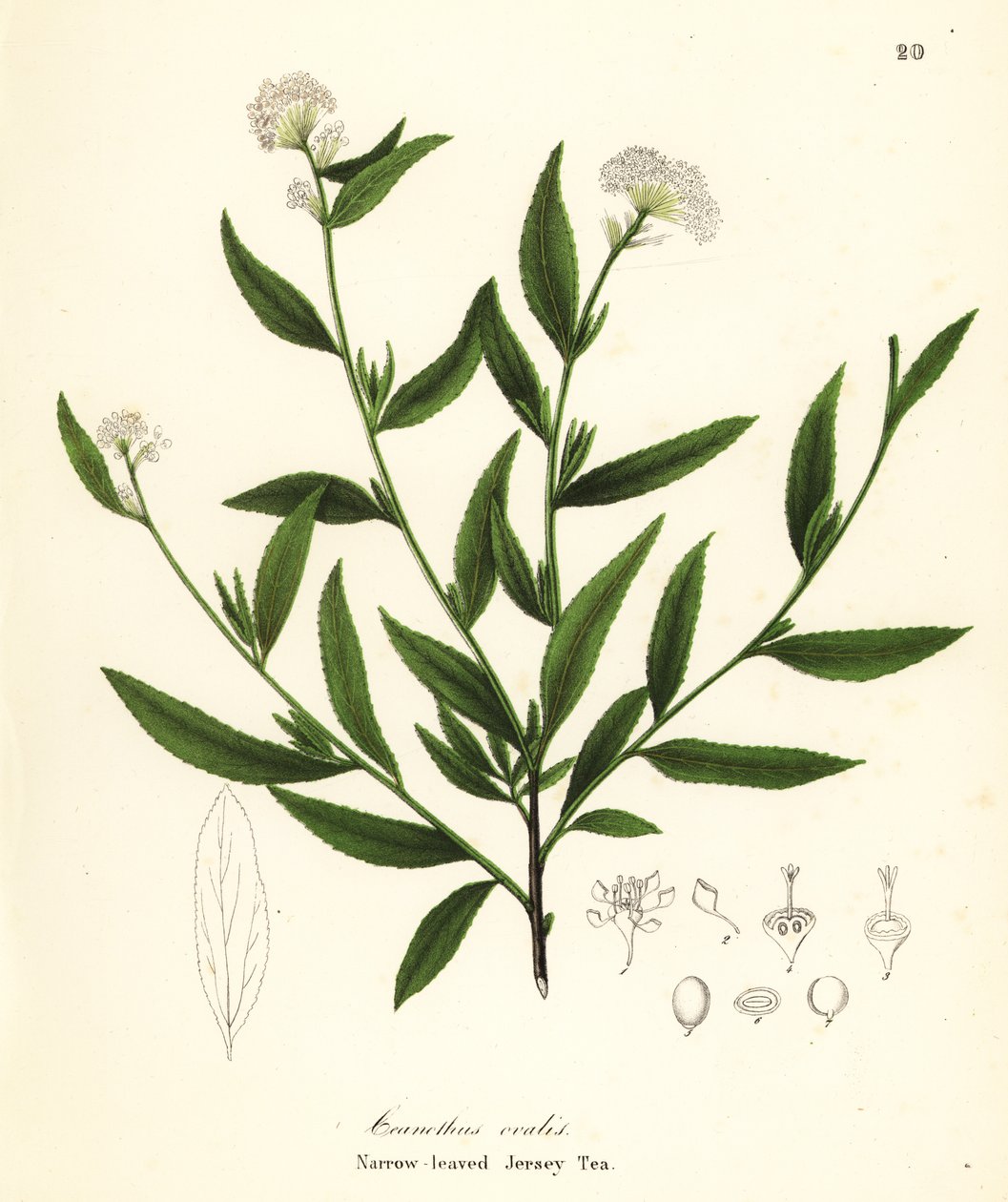 Jersey tea, Ceanothus herbaceus (keskenylevelű jersey tea, Ceanothus ovalis) alkotó: Endicott Endicott