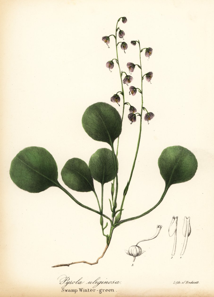 Májlevelű télzöld, mocsári télizöld vagy rózsaszín télizöld, Pyrola asarifolia (mocsári télizöld, Pyrola uliginosa) alkotó: Endicott Endicott