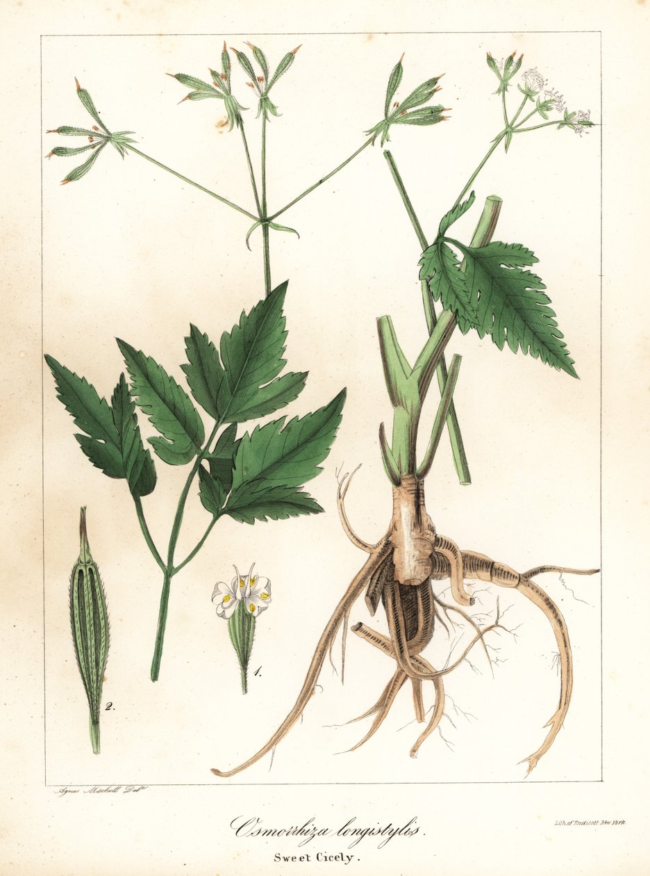 Hosszú fazonú édes-cice, longstyle édesgyökér vagy édes cicely, Osmorhiza longistylis alkotó: Endicott Endicott