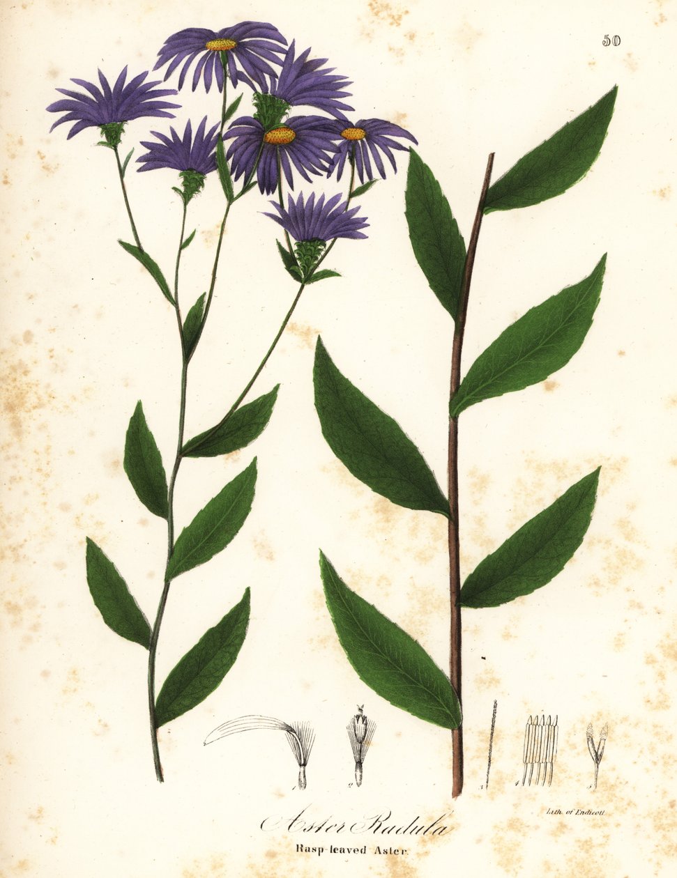 Alacsony érdes őszirózsa vagy durva fa őszirózsa, Eurybia radula (Rasplevelű őszirózsa, Aster radula) alkotó: Endicott Endicott