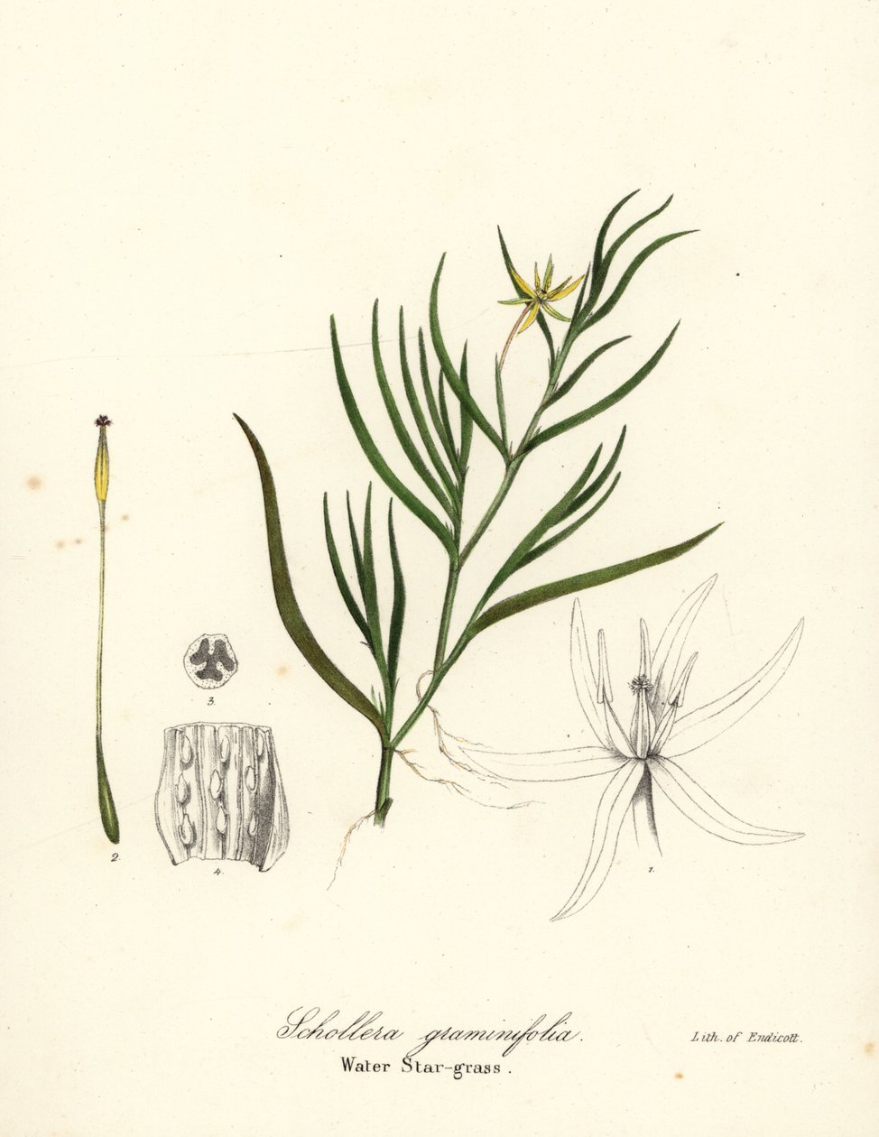 Iszap útifű vagy vízi jácint, Heteranthera dubia (vízi csillagfű, Schollera graminifolia) alkotó: Endicott Endicott
