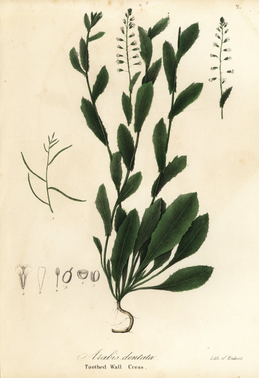 Murbeckiella pinnatifida (fogazott falizsázsa, Arabis dentata) alkotó: Endicott Endicott