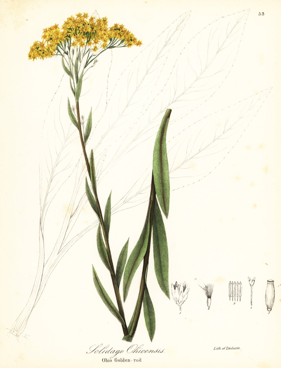 Ohio aranyvessző, Solidago ohioensis alkotó: Endicott Endicott