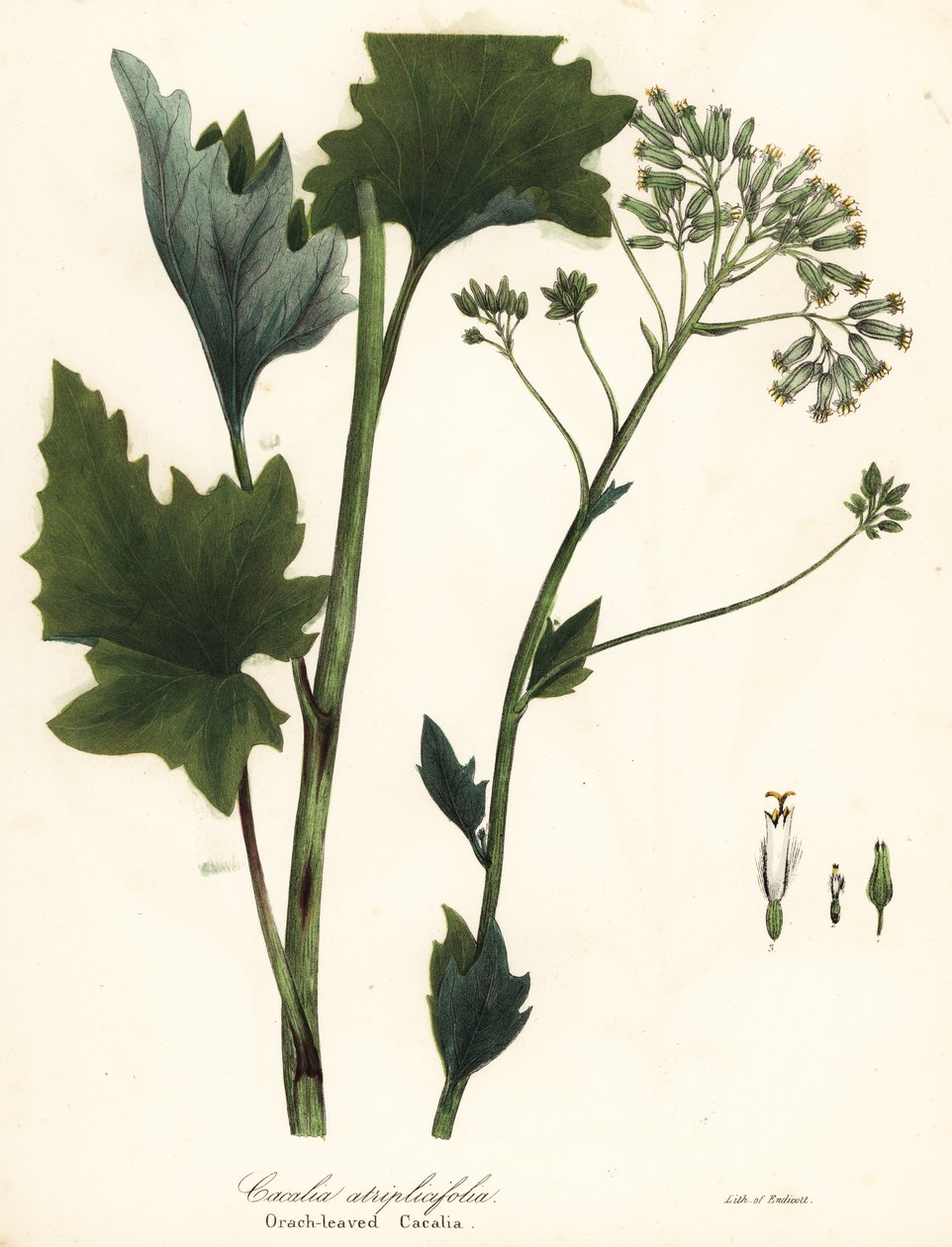 Halvány indiai útifű, Arnoglossum atriplicifolium (narancslevelű cacalia, Cacalia atriplicifolia) alkotó: Endicott Endicott