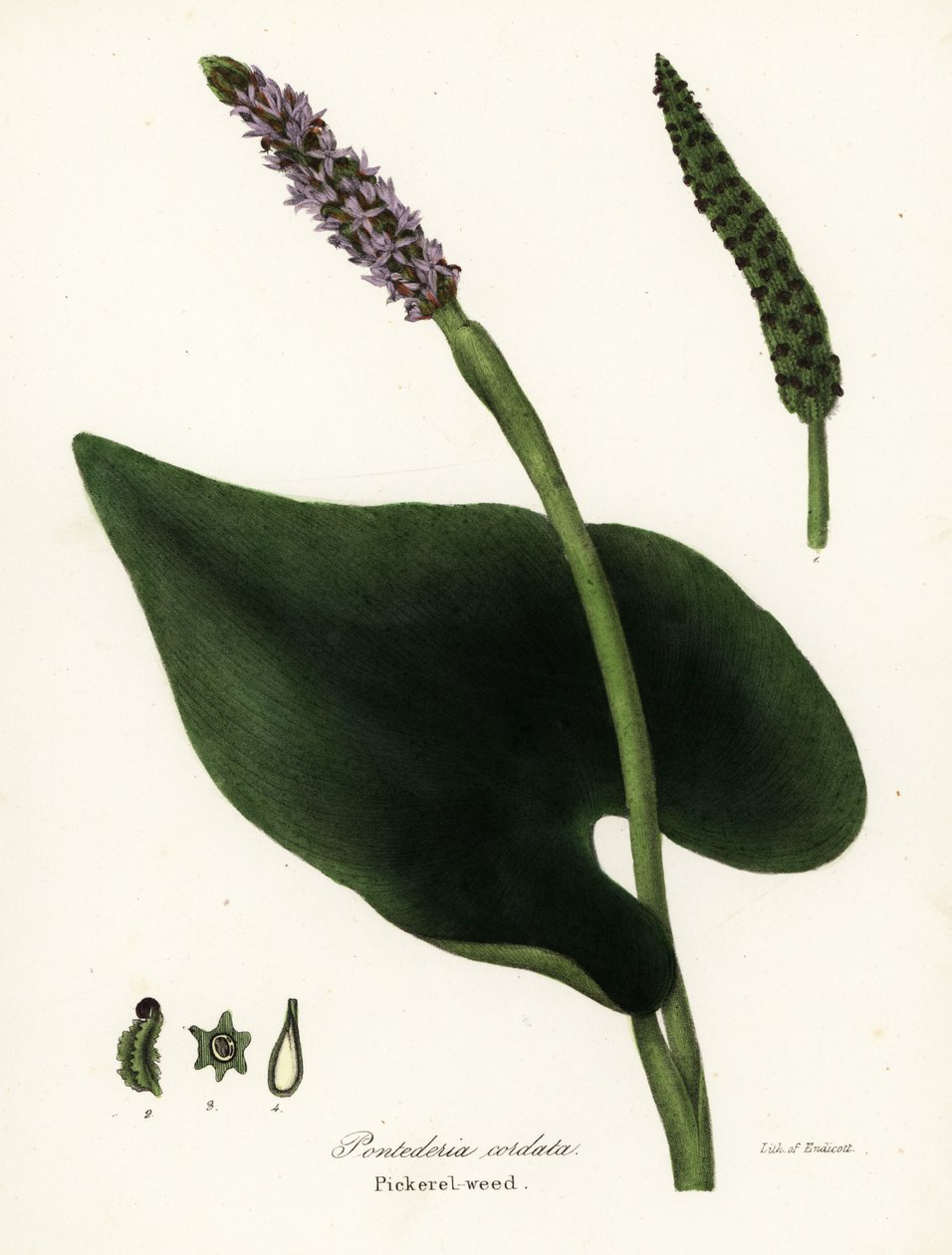 Pickerel gyom, Pontederia cordata alkotó: Endicott Endicott