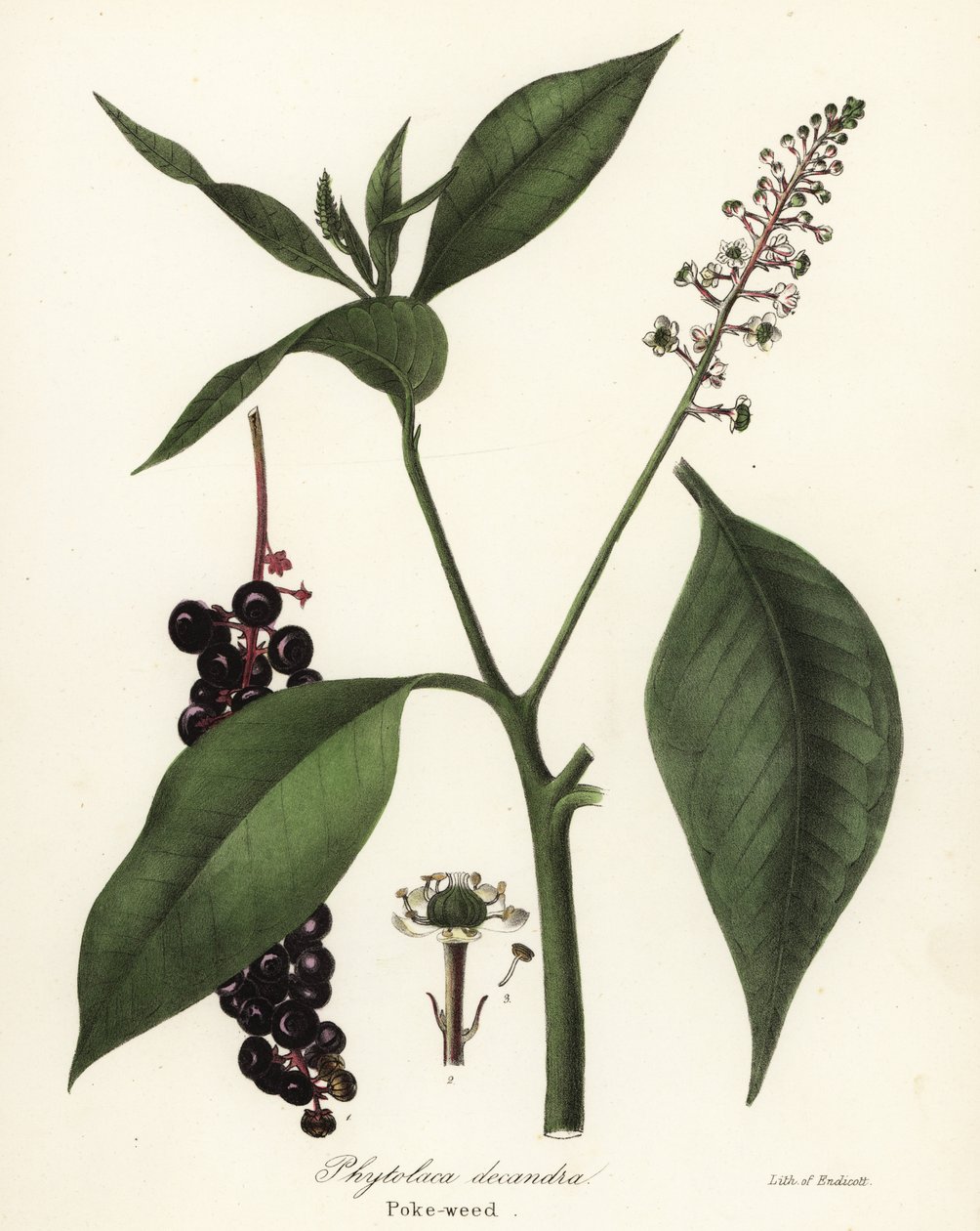 Pokeweed, Phytolacca americana (Phytolaca decandra) alkotó: Endicott Endicott