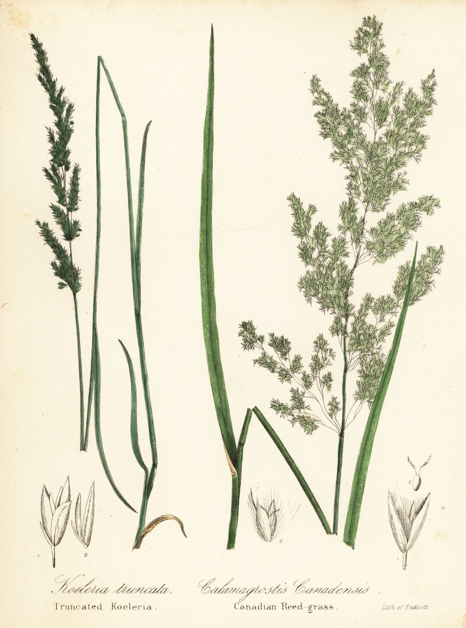 Préri ékpikkely, Sphenopholis obtusata és kanadai nádfű, Calamagrostis canadensis alkotó: Endicott Endicott