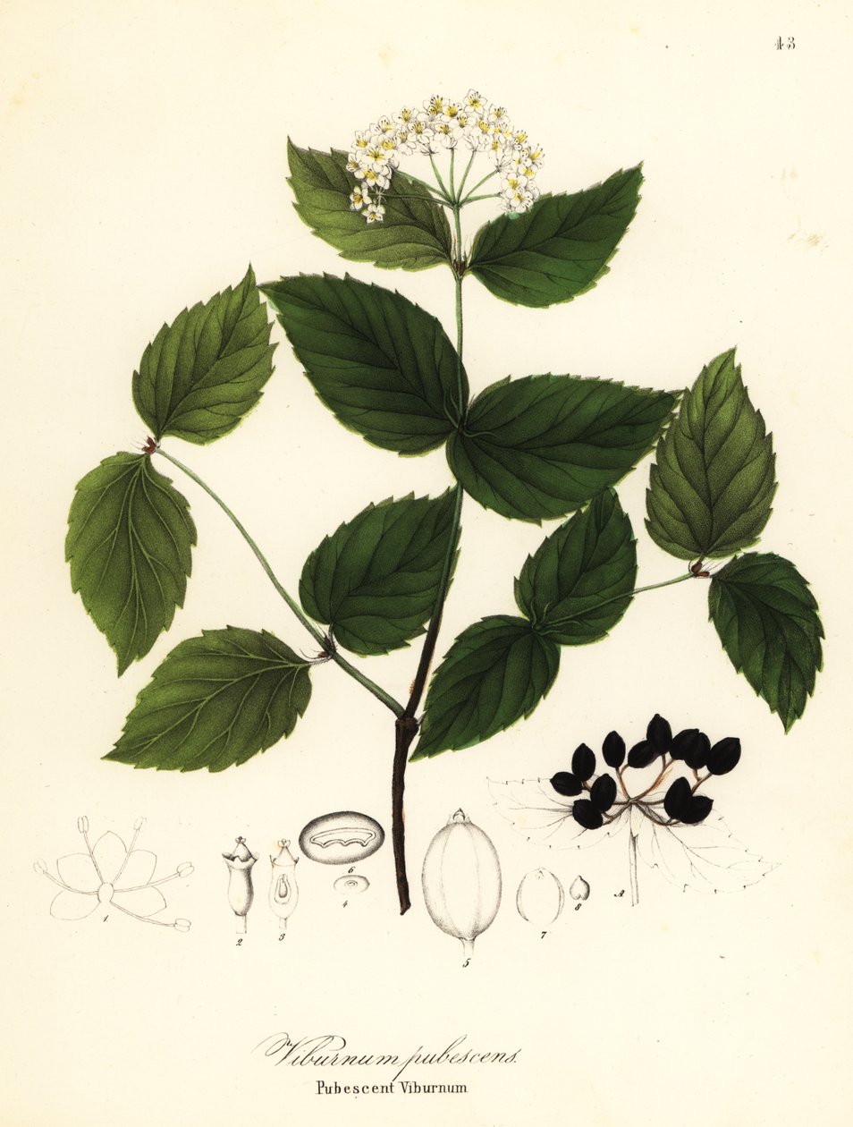 Pubescent viburnum, viburnum pubescens alkotó: Endicott Endicott