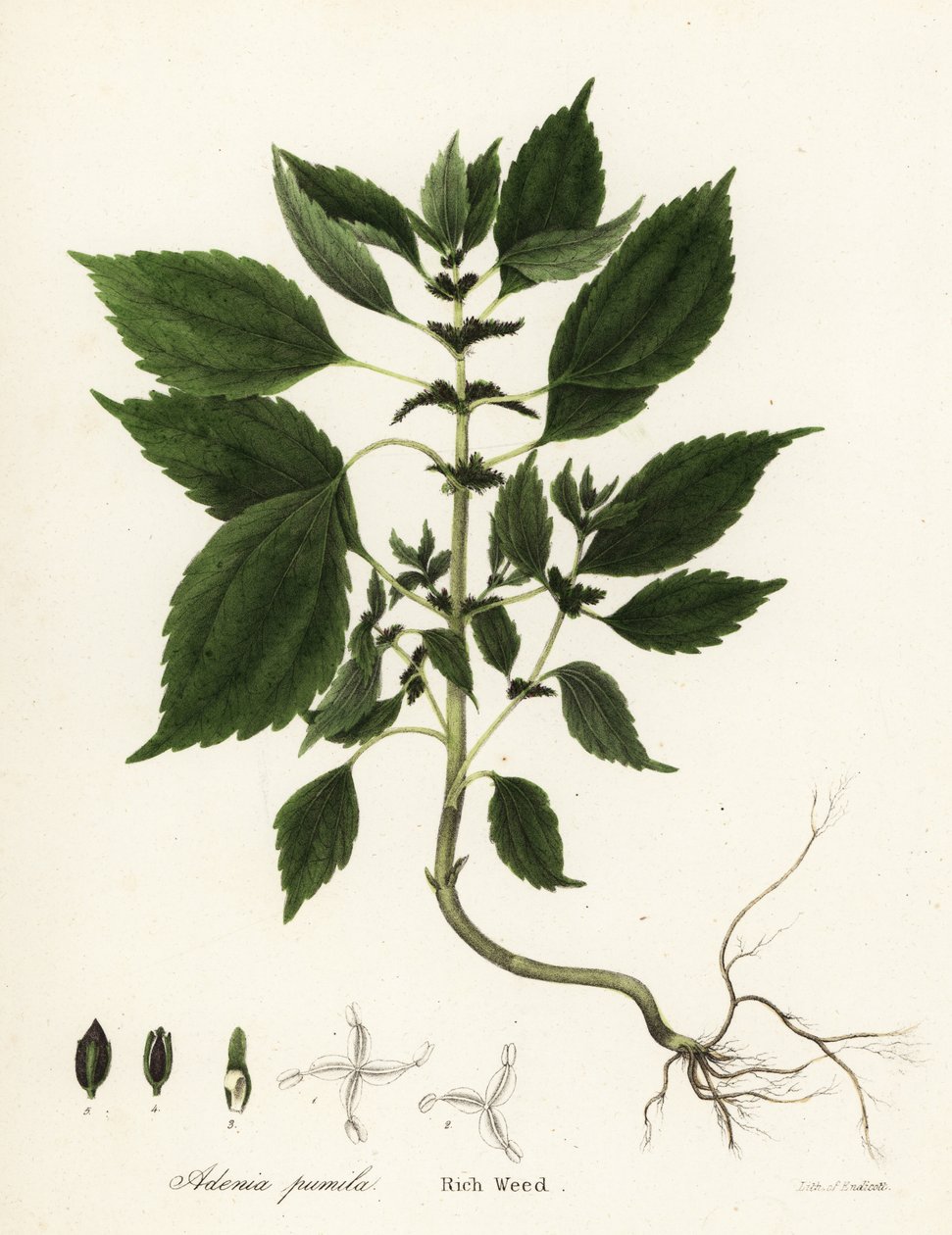 Gazdag gyomnövény, Adenia pumila (Collinsonia canadensis?) alkotó: Endicott Endicott