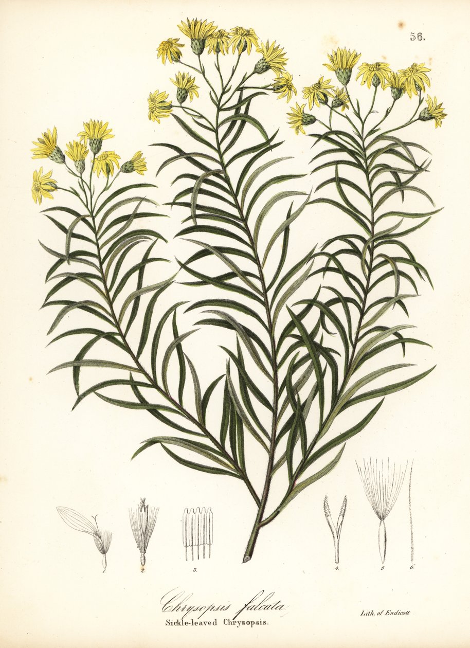 Sarlólevelű selyemfű vagy sarlólevelű arany őszirózsa, Pityopsis falcata (sarlólevelű chrysopsis, Chrysopsis falcata) alkotó: Endicott Endicott