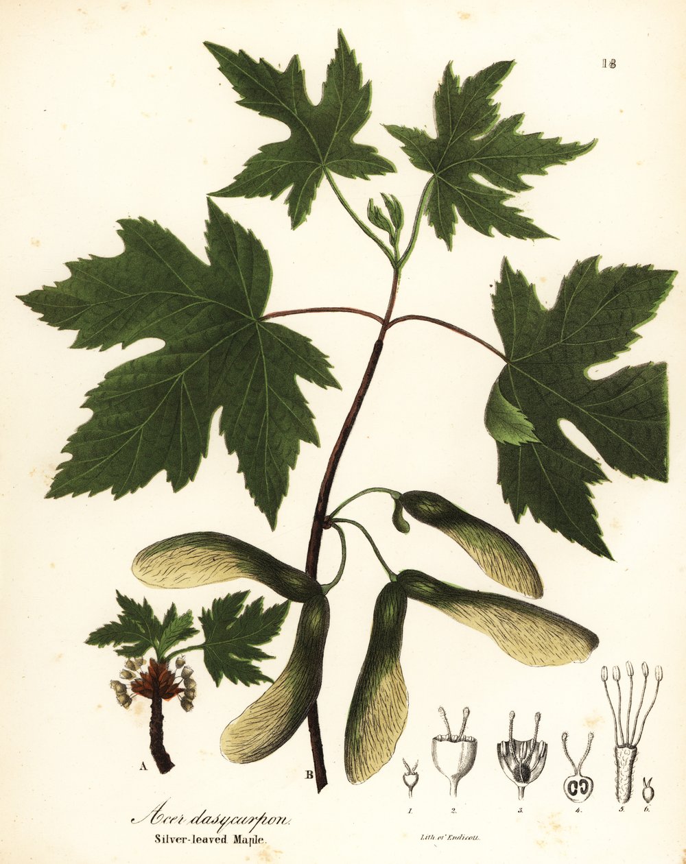 Ezüst juhar, Acer saccharinum (ezüstlevelű juhar, Acer dasycarpum) alkotó: Endicott Endicott