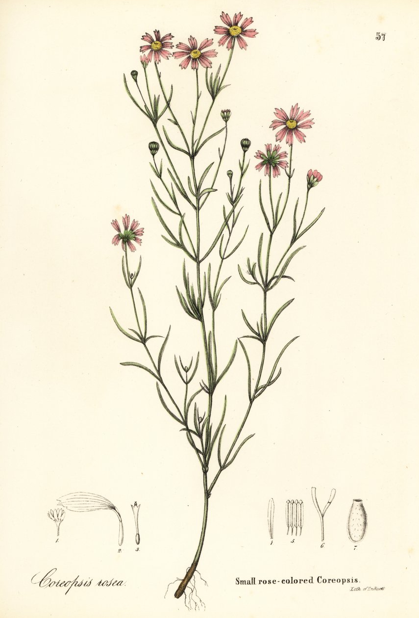 Kis rózsa színű coreopsis, Coreopsis rosea alkotó: Endicott Endicott