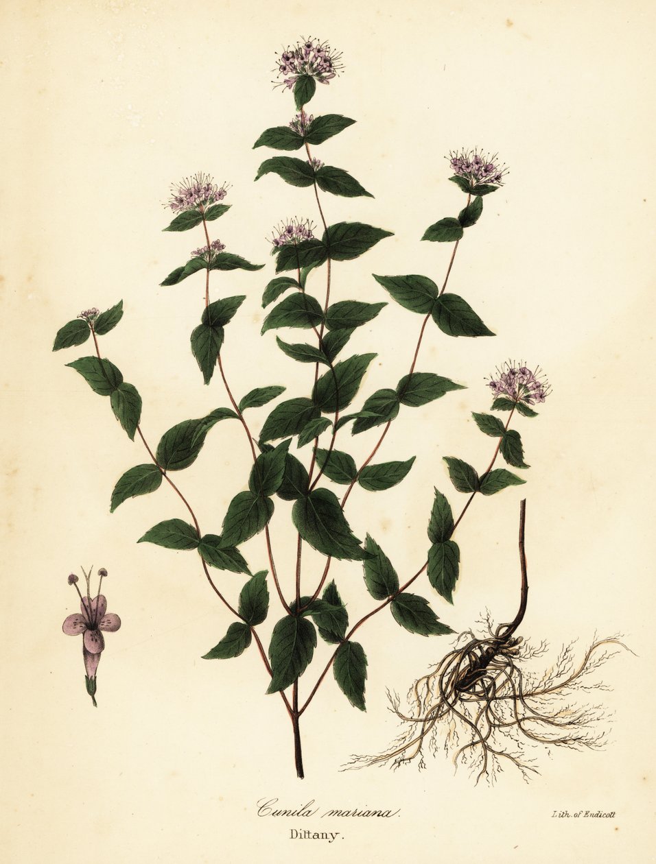 Köves menta, fagymenta, dittany és amerikai dittany, Cunila origanoides (Cunila mariana) alkotó: Endicott Endicott