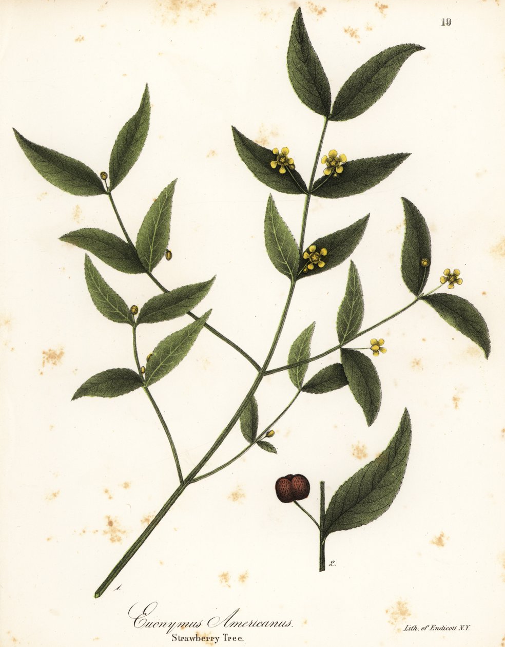 Eperfa, Euonymus americanus alkotó: Endicott Endicott
