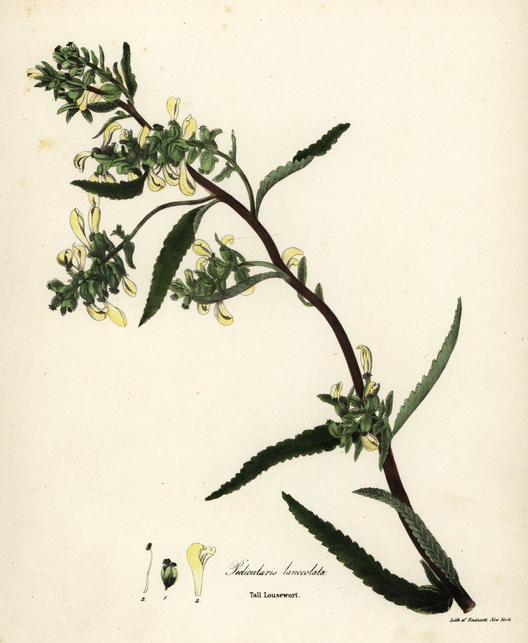 Magas tetű vagy mocsári tetű, Pedicularis lanceolata alkotó: Endicott Endicott